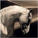 Beige Fototavlor från Artwood med Hästar 