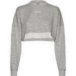 Comfy Crop Sweatshirt Tops Crop Tops Long-sleeved Crop Tops Grey AIM'N