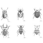Day Poster Beetles, 6Pcs Sorted White DAY Home