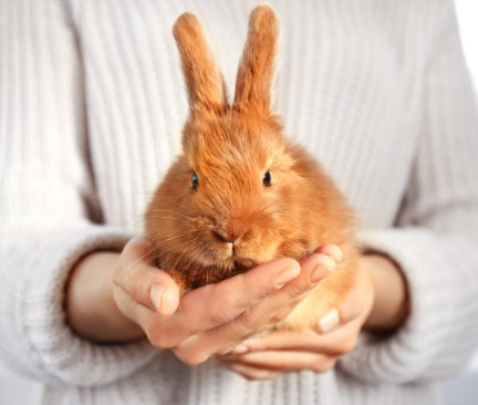 Bild på en person som håller en kanin i sina händer, för att beskriva djurvänliga beauty produkter. 