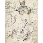 Leonardo Da Vinci Superfaktisk anatomi av axel och