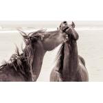 Svarta Fotoposters på rea med Hästar 