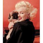 Flerfärgade Marilyn Monroe Posters 