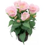 Rosa Konstväxter 