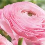Rosa Blomsterlökar på rea 